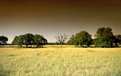 Landscapes